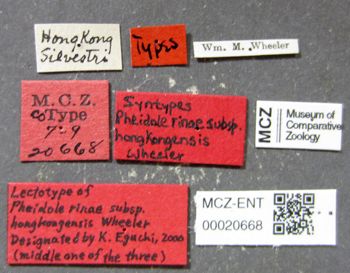 Media type: image; Entomology 20668